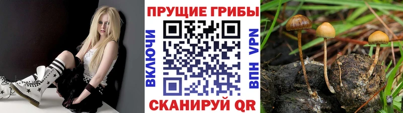 Псилоцибиновые грибы Psilocybe  Купить закладки  Амурск 